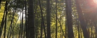 ボランティアサークル　望縁響〜ひとひびき〜の活動紹介