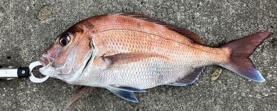 千葉海釣りサークルの活動紹介