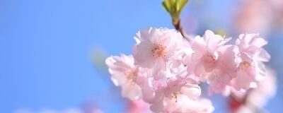 🌸ブロッサム🌸の活動紹介