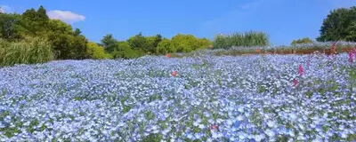 💐ミセス会💐の活動紹介