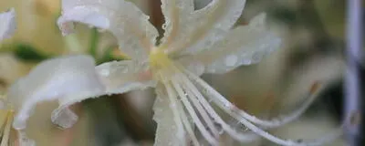 お写ん歩クラブの活動紹介