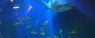 映画サークル　神戸😋の活動紹介