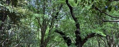 アコギサークル(仮)の活動紹介