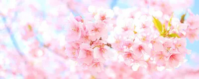 綺麗な写真を撮りに行き隊！の活動紹介