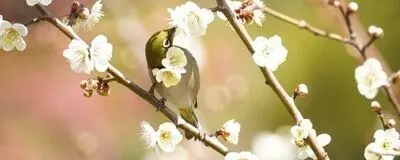 野鳥観察クラブの活動紹介