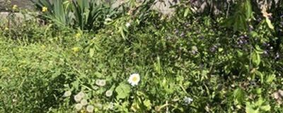 創作クラブの活動紹介