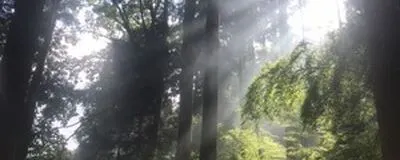 Wood Fieldの活動紹介